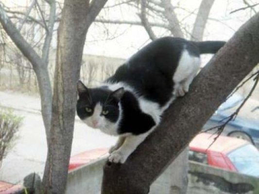 Zeadin Murat spune că vrea să salveze de o săptămână o pisică, dar autorităţile nu-l ajută :)